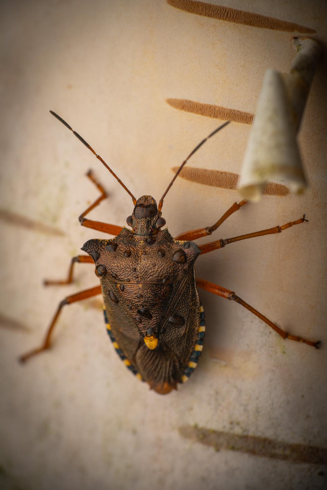 Forest Bug – No. 10