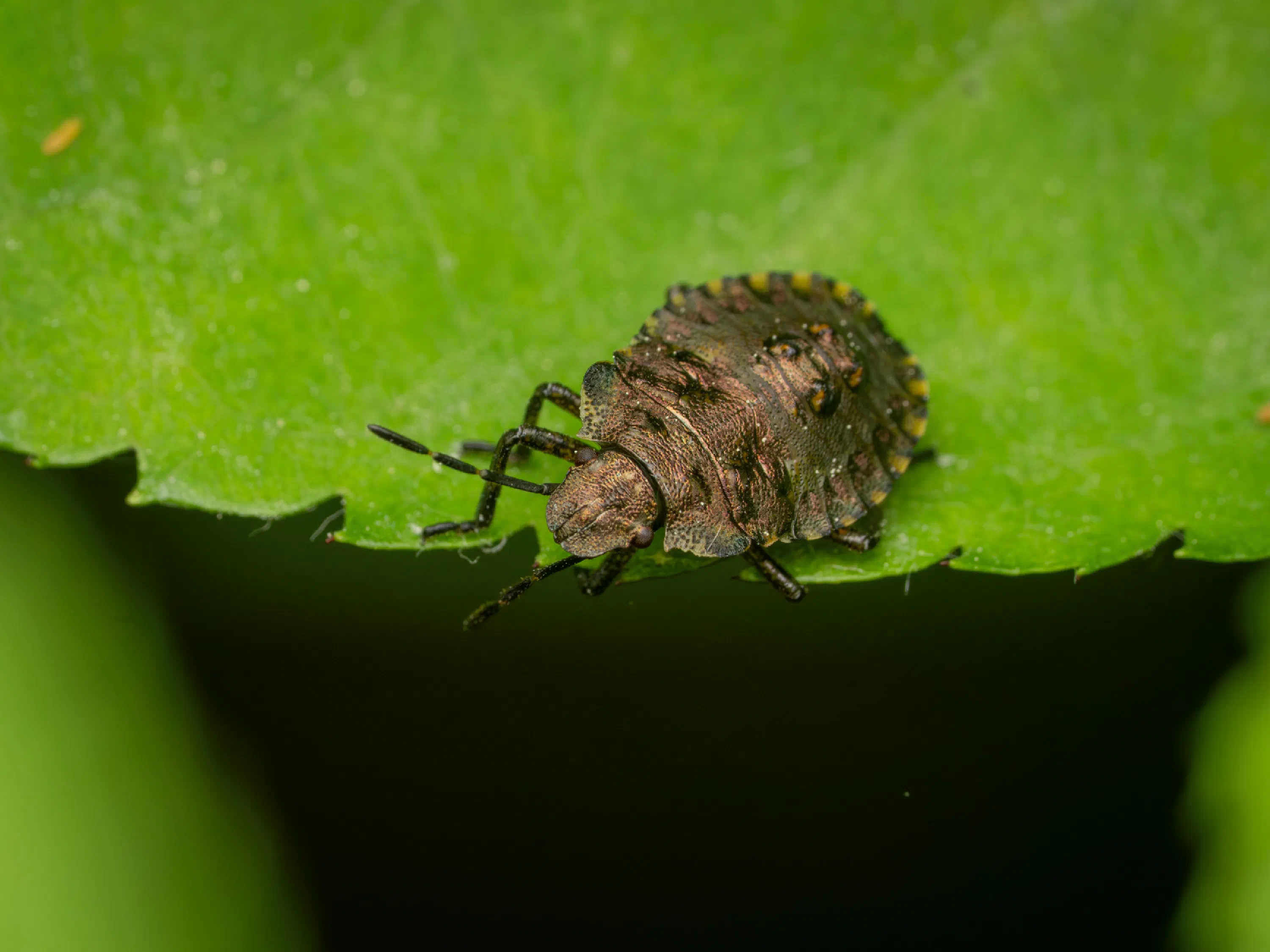 Forest Bug