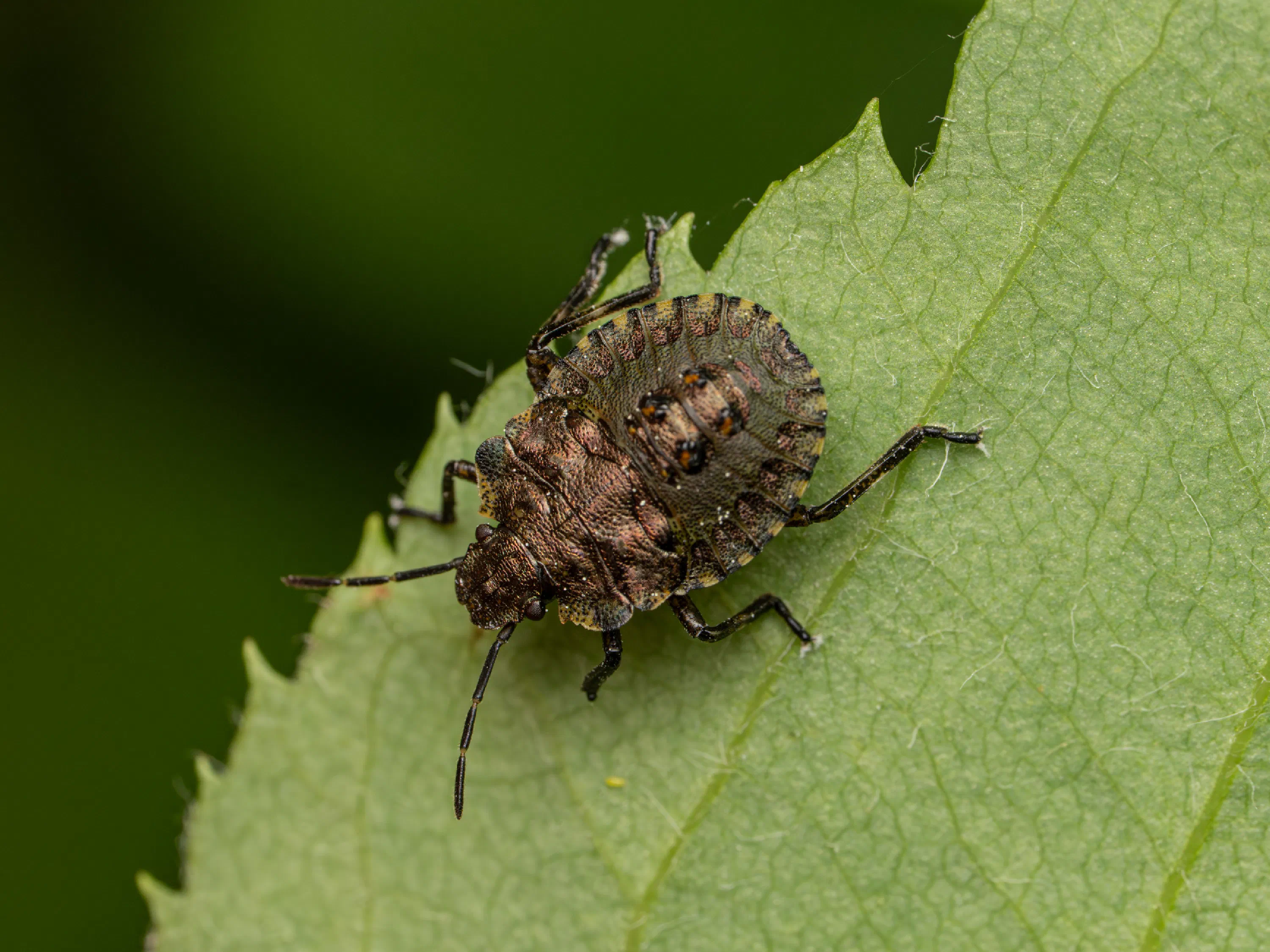 Forest Bug