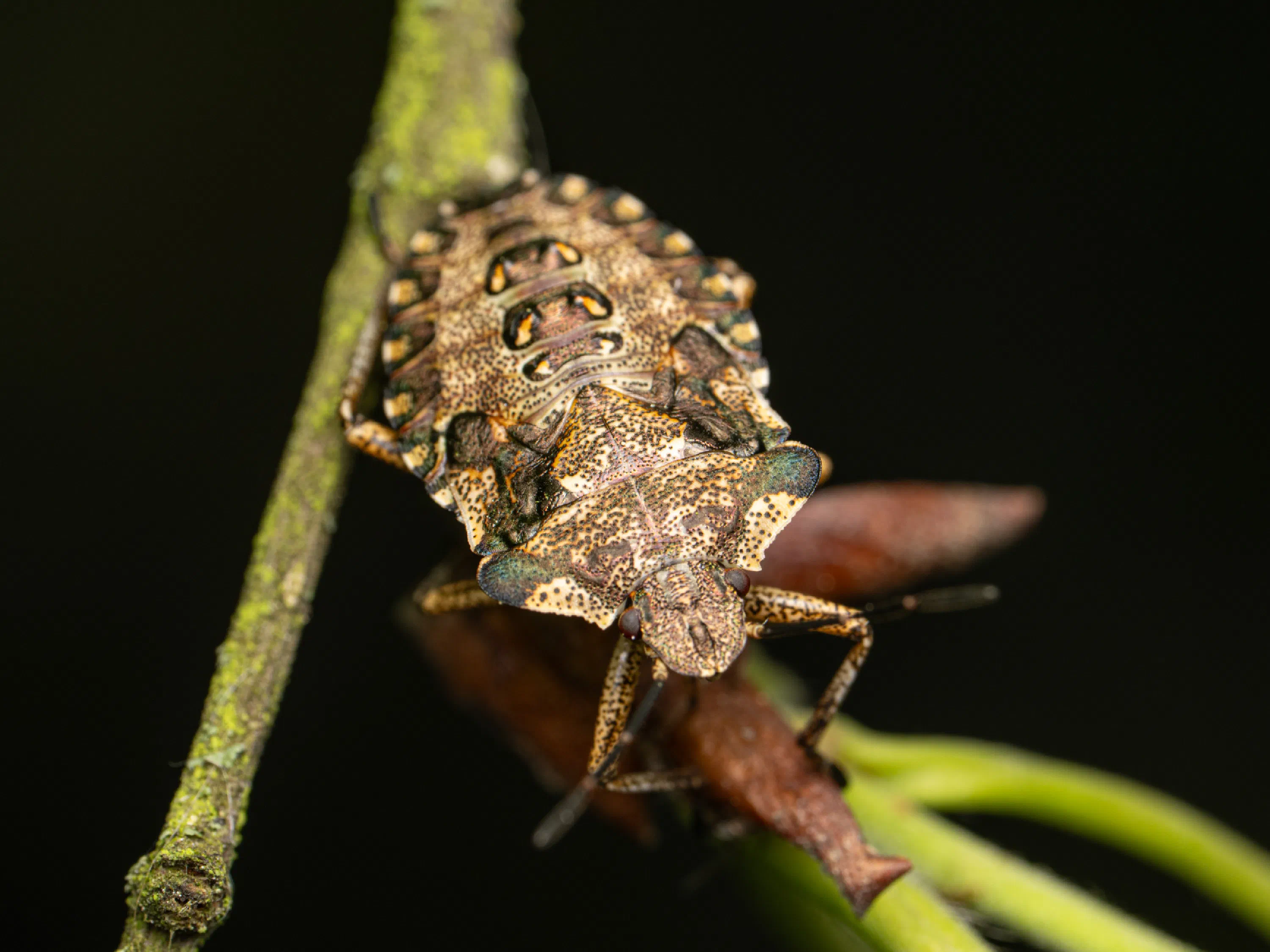 Forest Bug