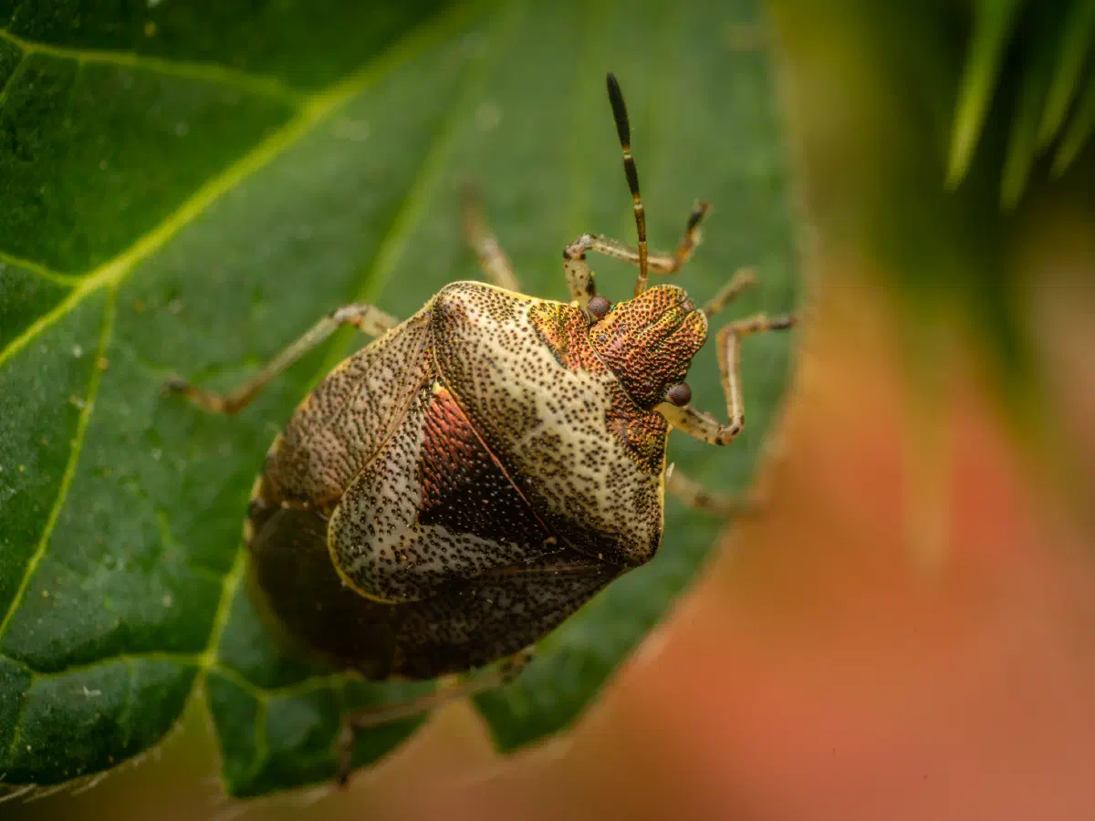 Woundwort Shield Bug