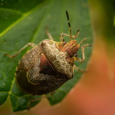 Woundwort Shield Bug