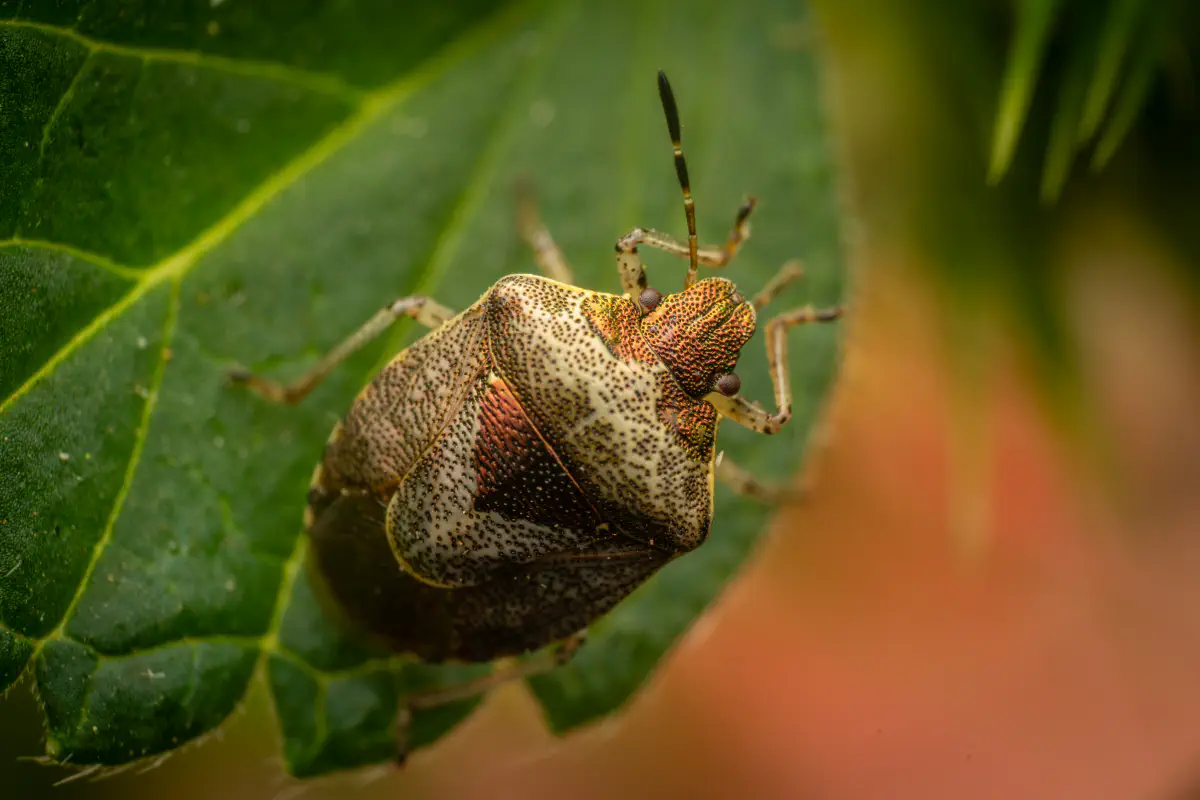 Woundwort Shield Bug – No. 1