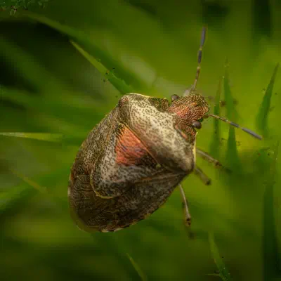 Woundwort Shield Bug