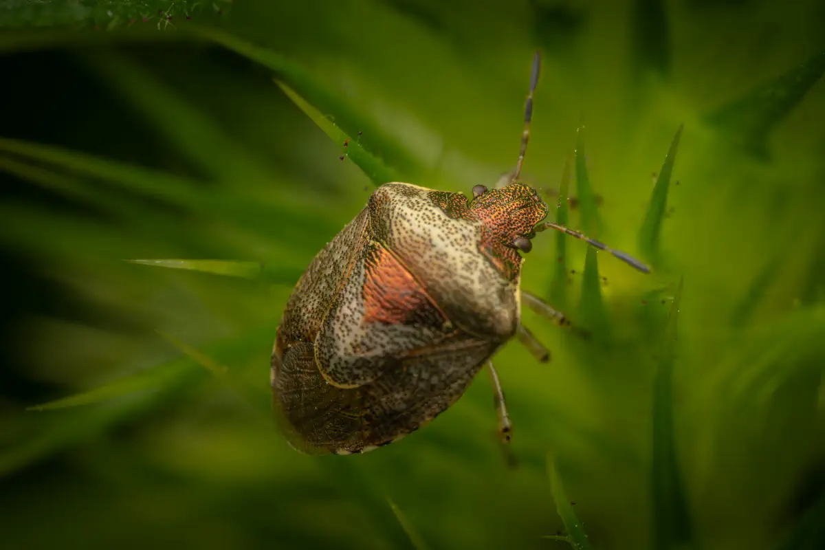 Woundwort Shield Bug – No. 2