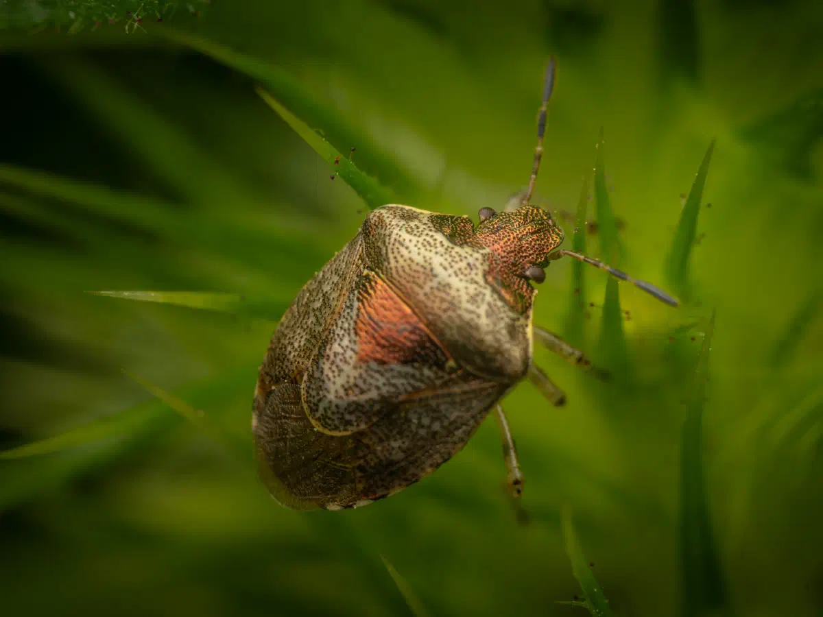 Woundwort Shield Bug