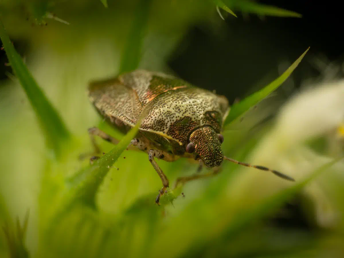 Woundwort Shield Bug