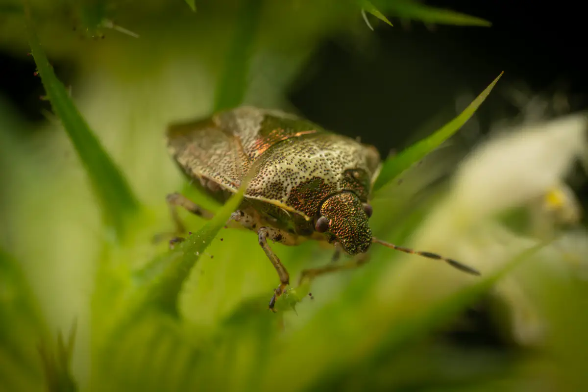 Woundwort Shield Bug – No. 3