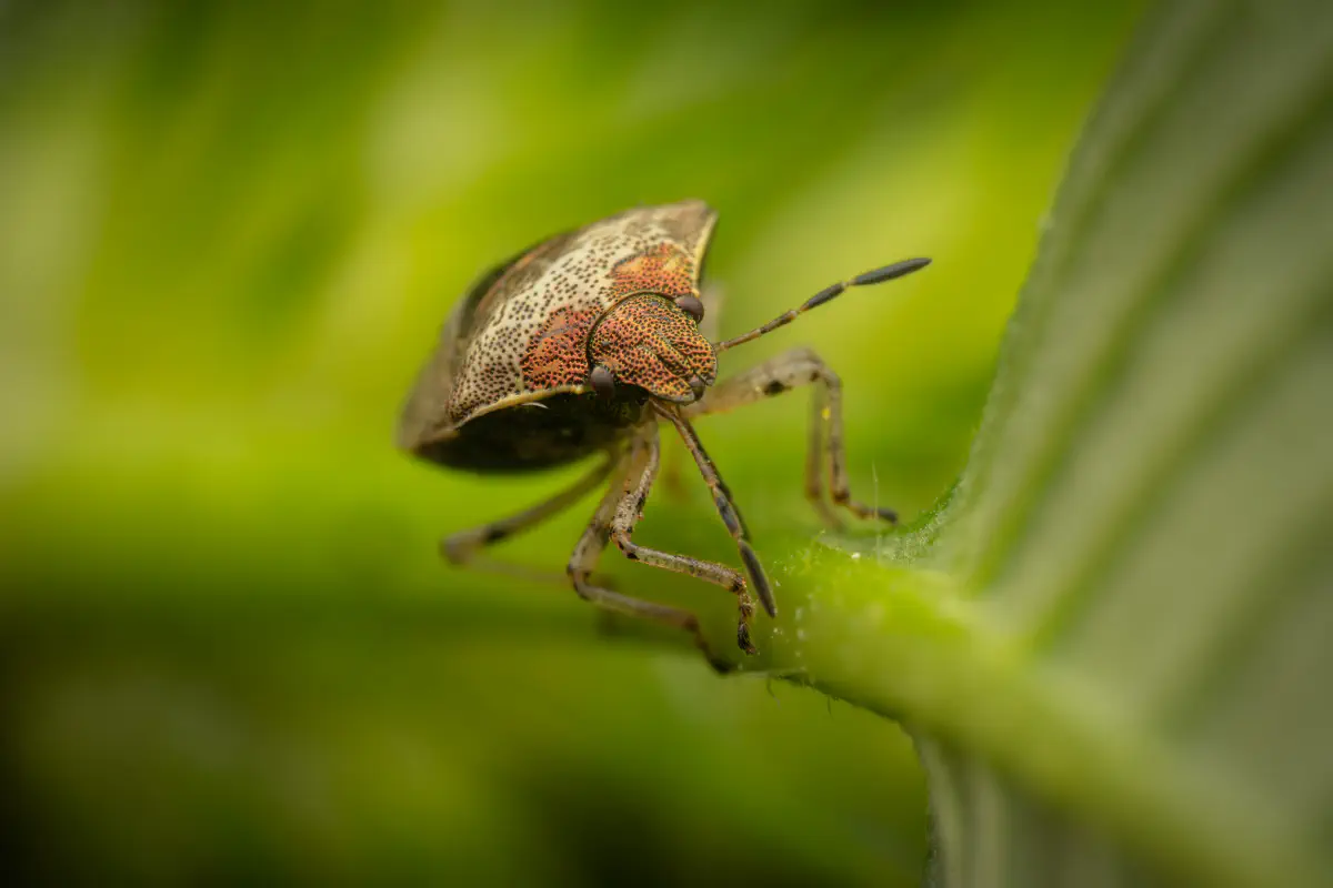 Woundwort Shield Bug – No. 4