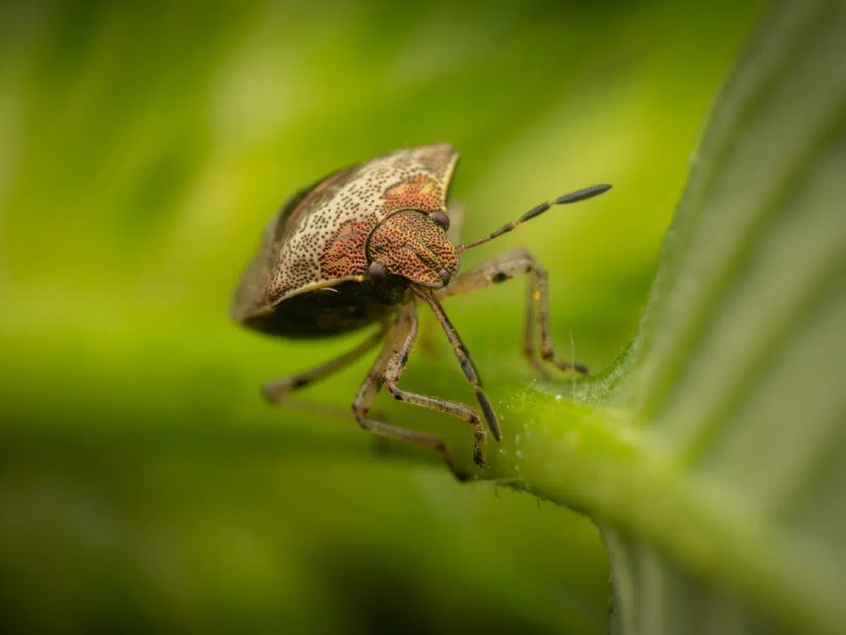 Woundwort Shield Bug