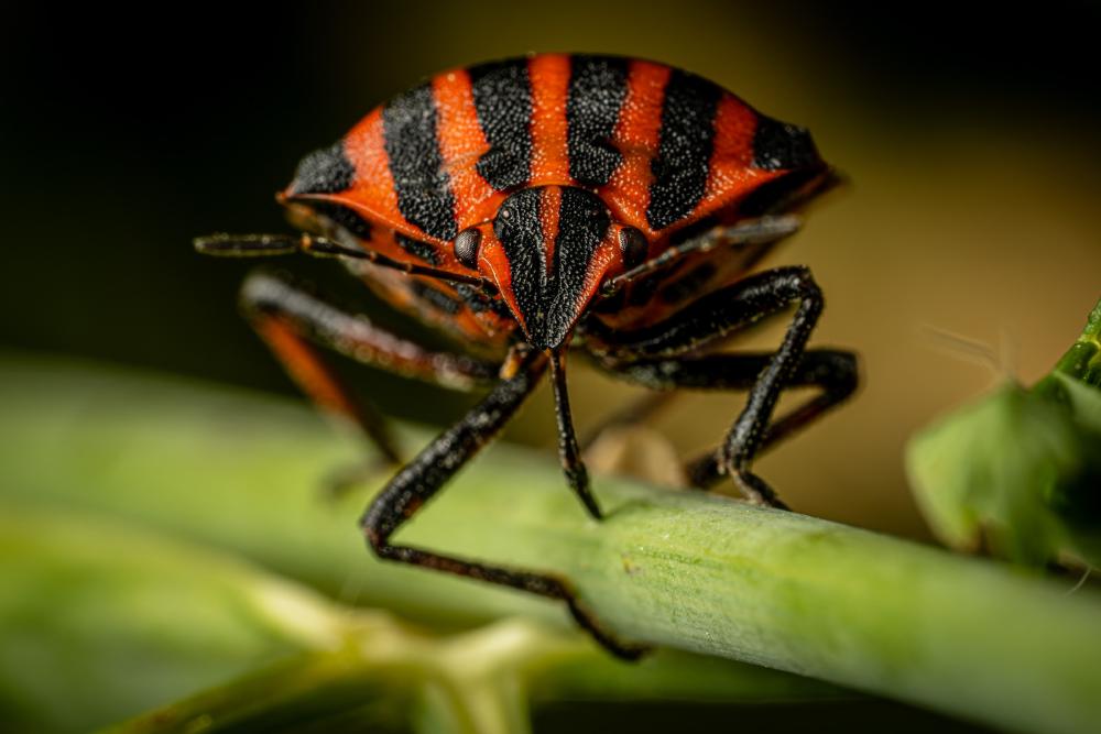 August 13, 2024 – Issue No. 361
– Issue No. 361: “European Striped Shield Bug“ European Striped Shield Bug