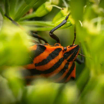 Chinche rojinegra europea