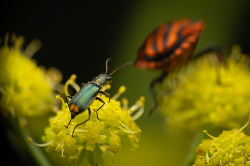 August 13, 2024 – Issue No. 361
– Issue No. 361: “European Striped Shield Bug“ European Striped Shield Bug
