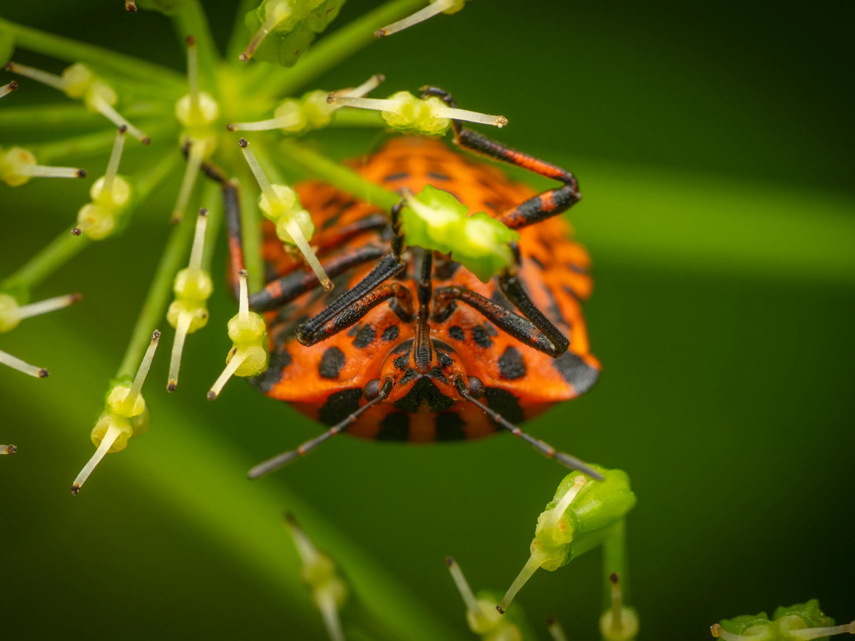 European Striped Shield Bug