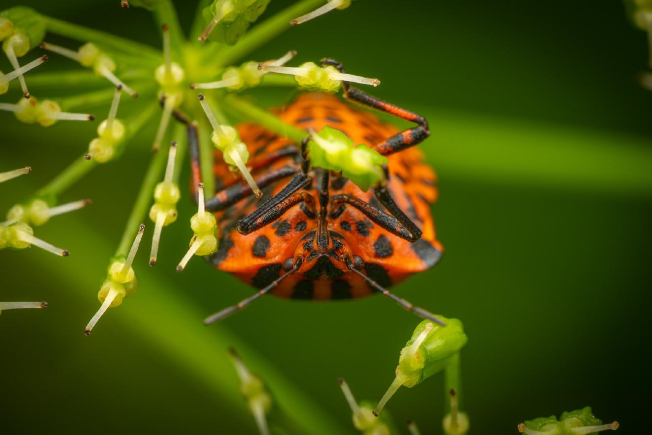 European Striped Shield Bug – No. 1