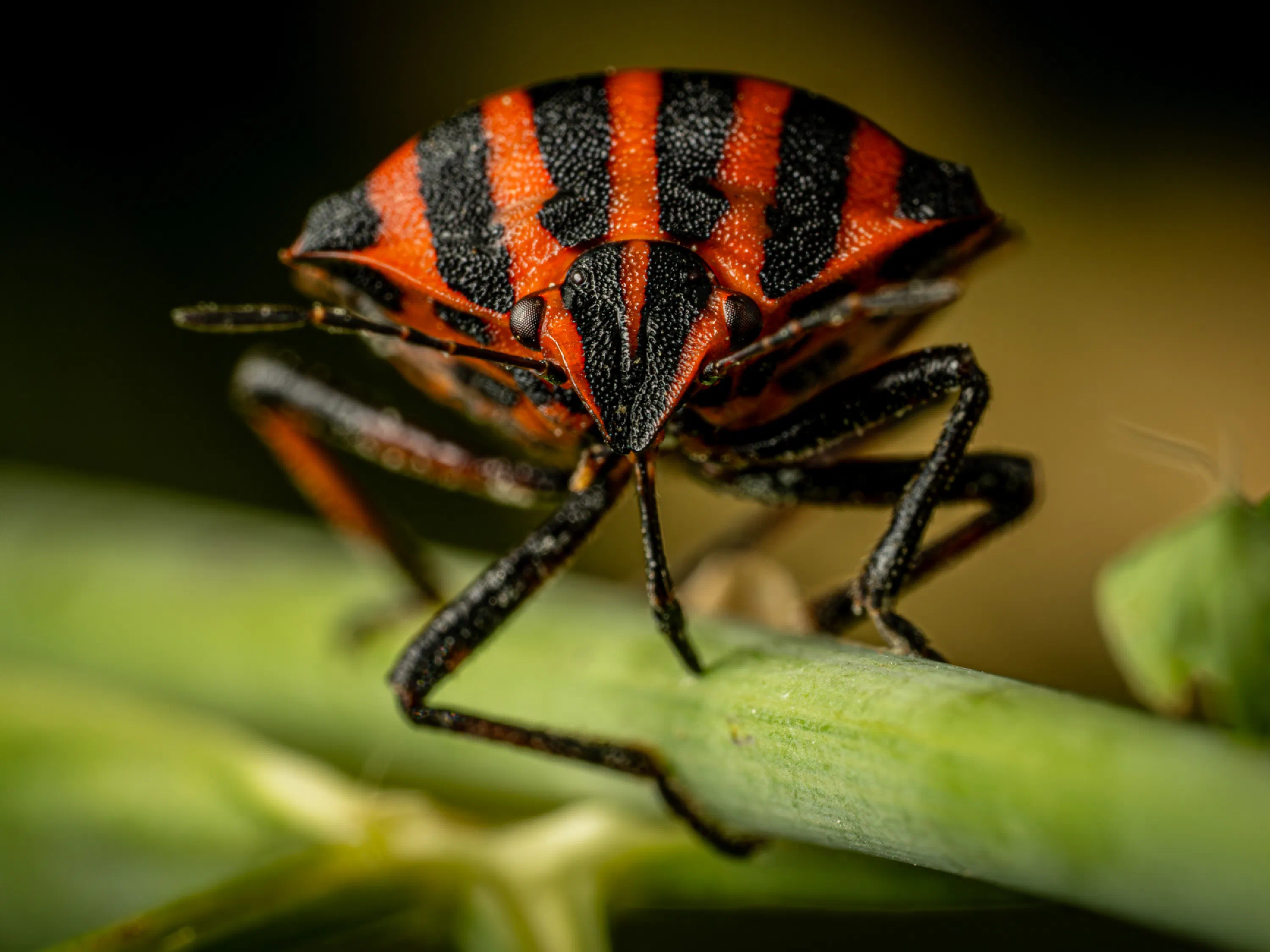 Chinche rojinegra europea