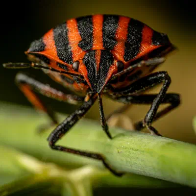 Chinche rojinegra europea