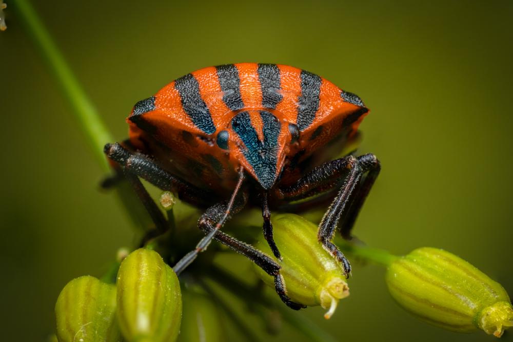 January 10, 2024 – Issue No. 145
– Issue No. 145: “European Striped Shield Bug“ European Striped Shield Bug