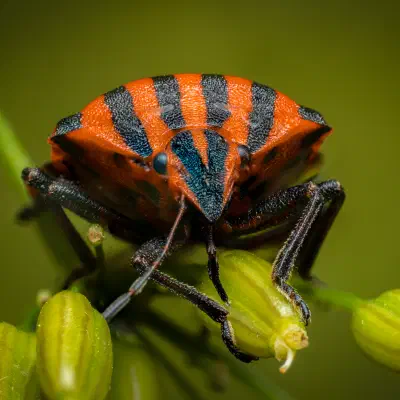 Chinche rojinegra europea