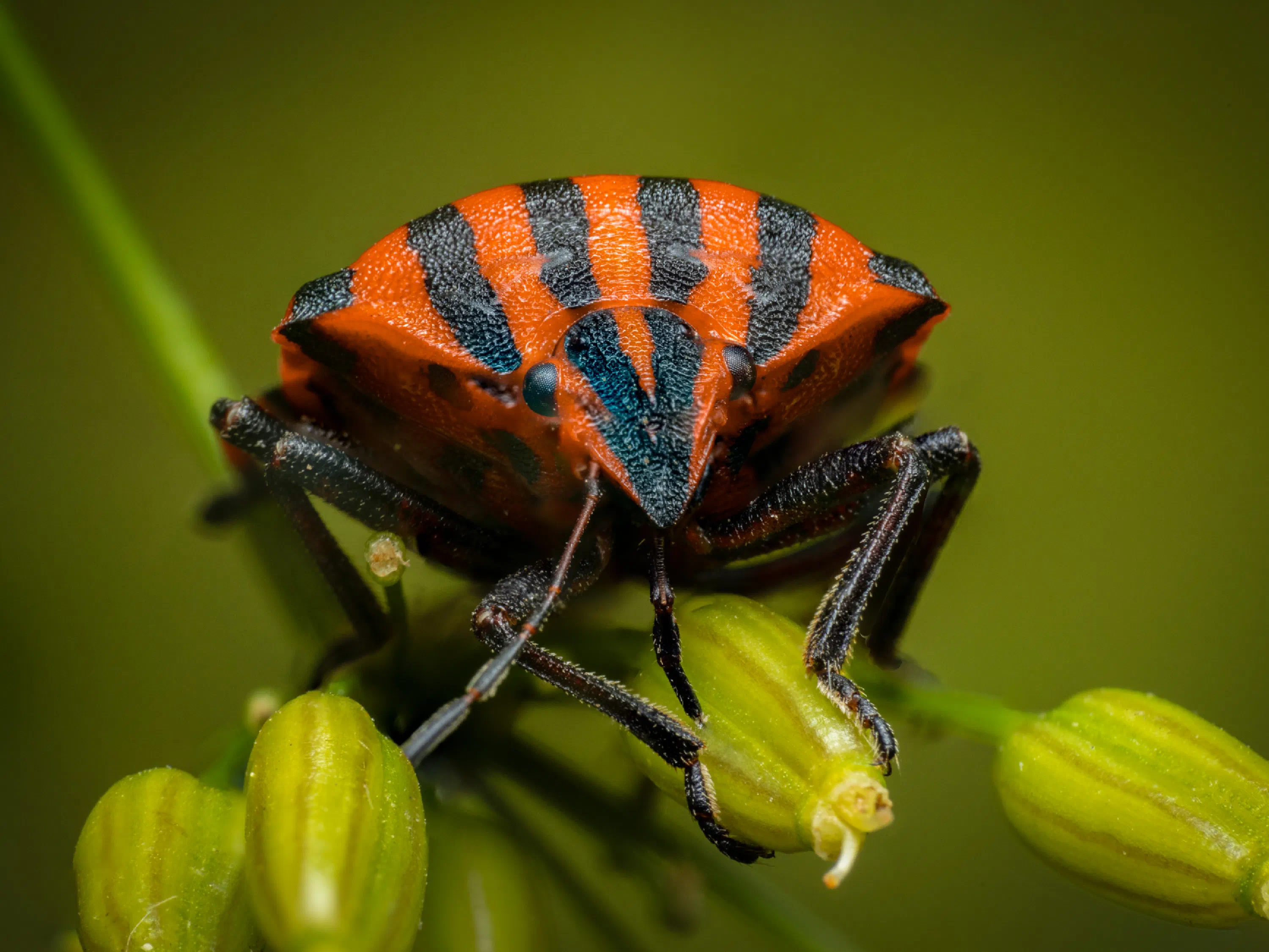 Chinche rojinegra europea