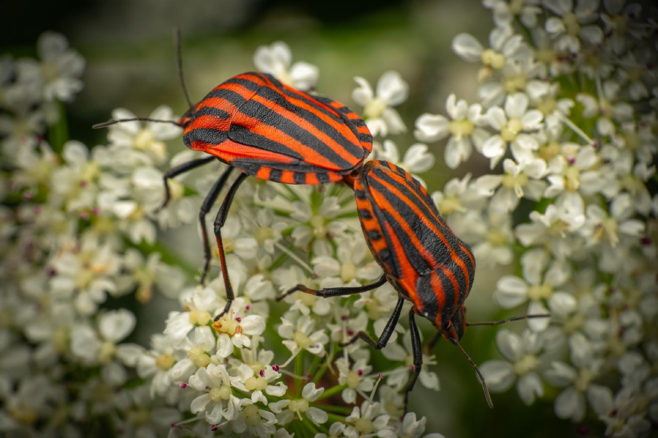 European Striped Shield Bug – No. 4