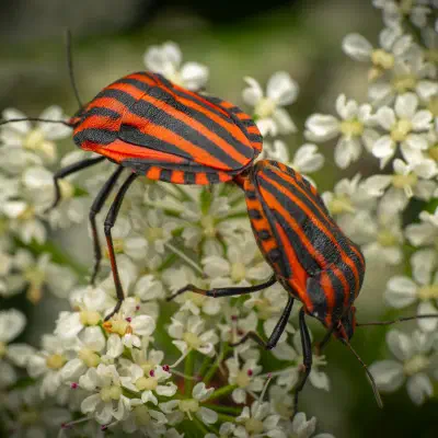 Chinche rojinegra europea