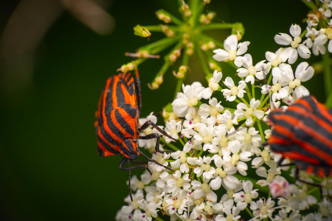 European Striped Shield Bug – No. 5