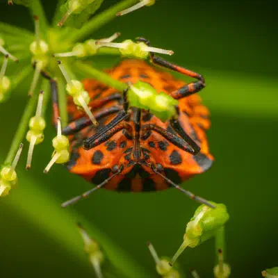 Chinche rojinegra europea