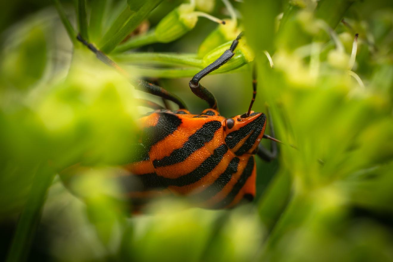 European Striped Shield Bug – No. 7
