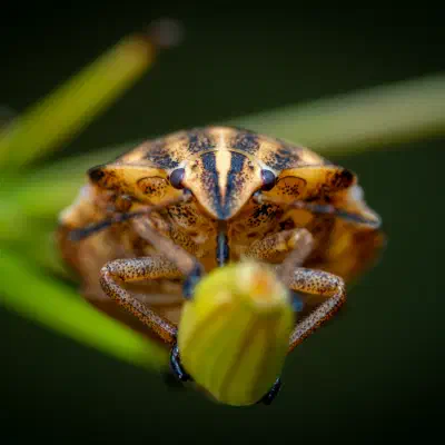 Dock Leaf Bug