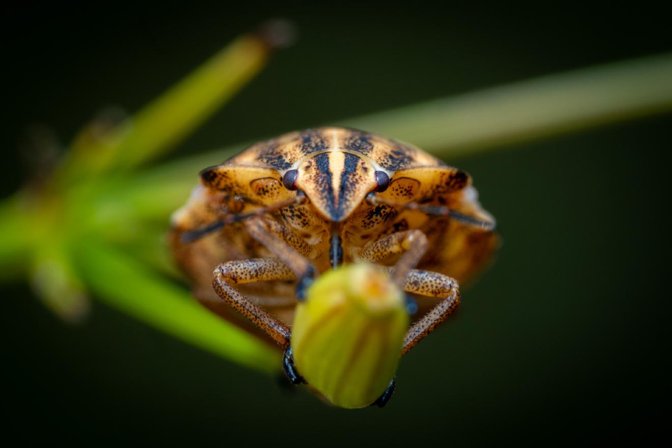 Dock Leaf Bug – No. 1