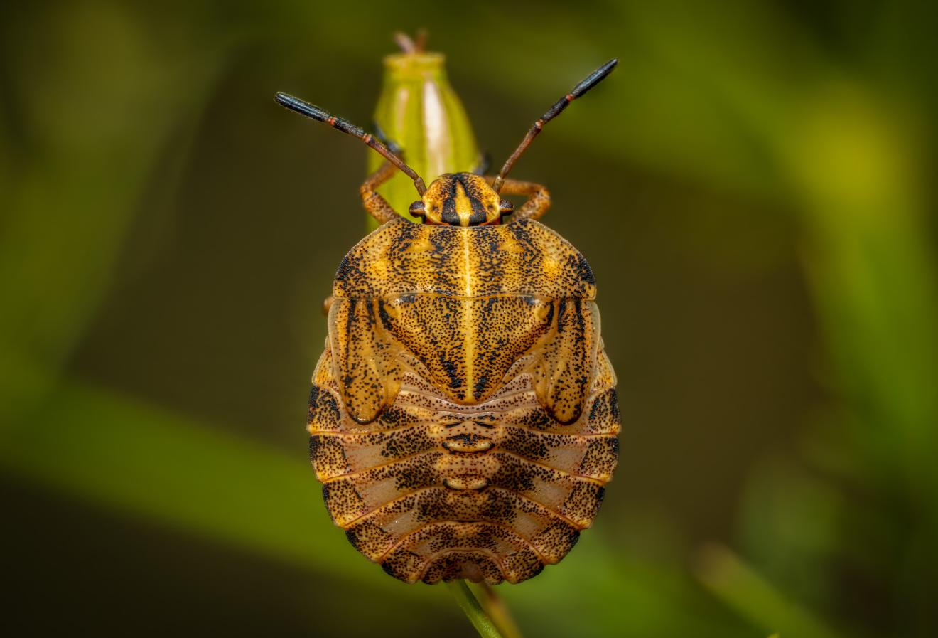 Dock Leaf Bug – No. 2