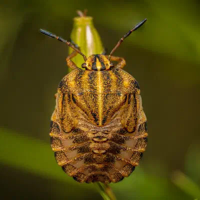 Dock Leaf Bug