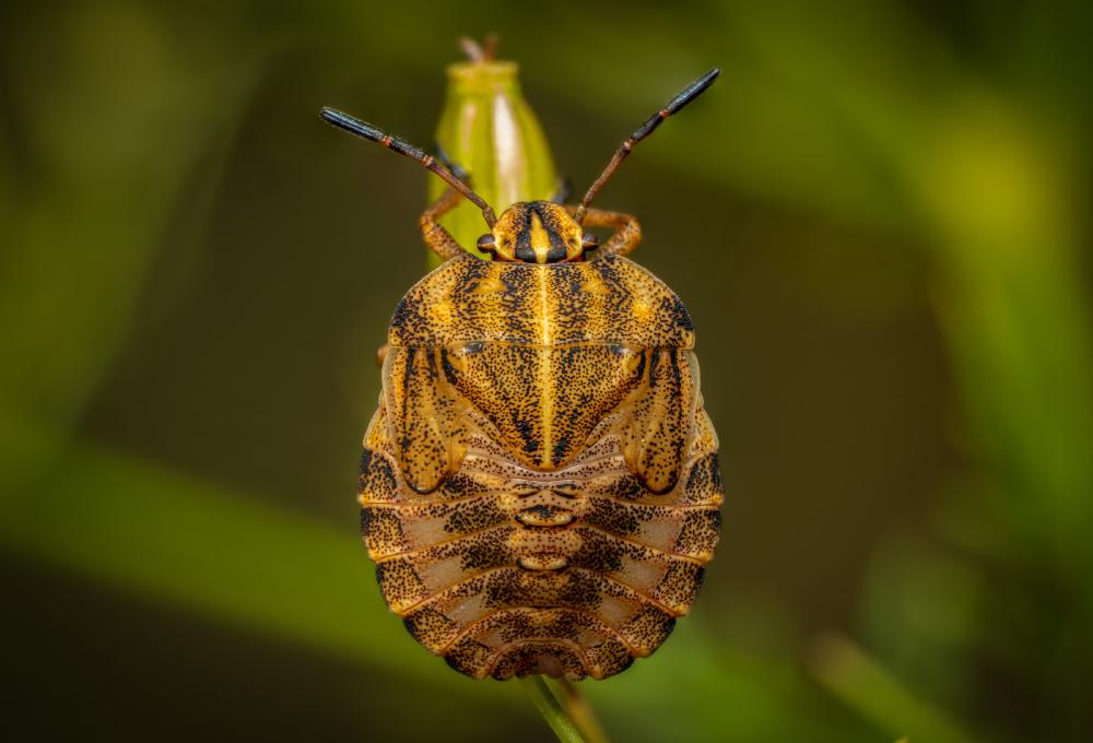 Dock Leaf Bug