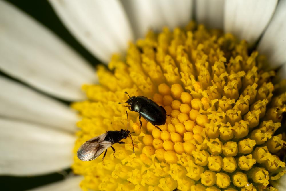 June 13, 2024 – Issue No. 300
– Issue No. 300: “Common Flowerbug“ Common Flowerbug