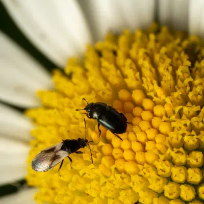 Blumenwanzen
