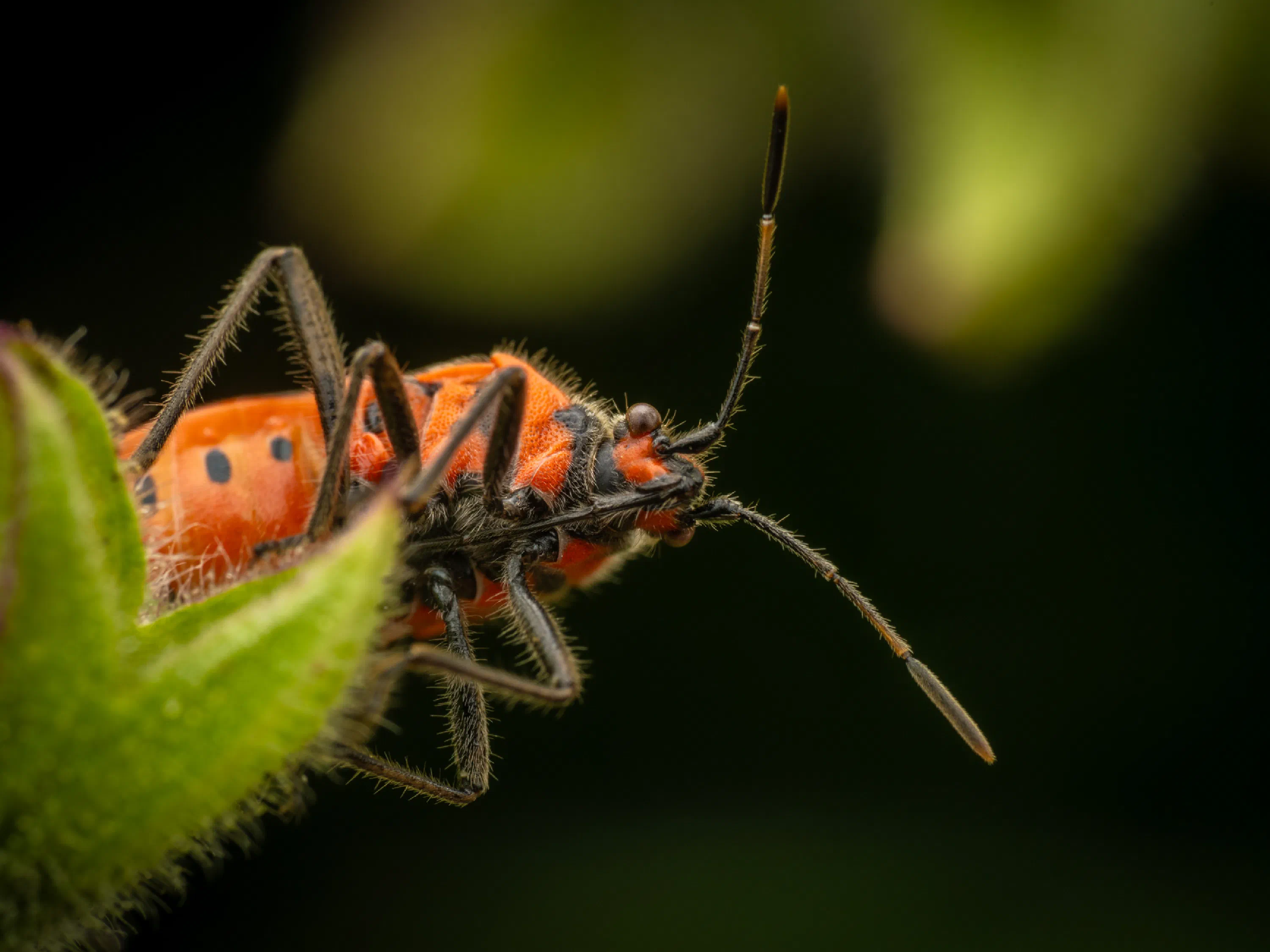European Firebug