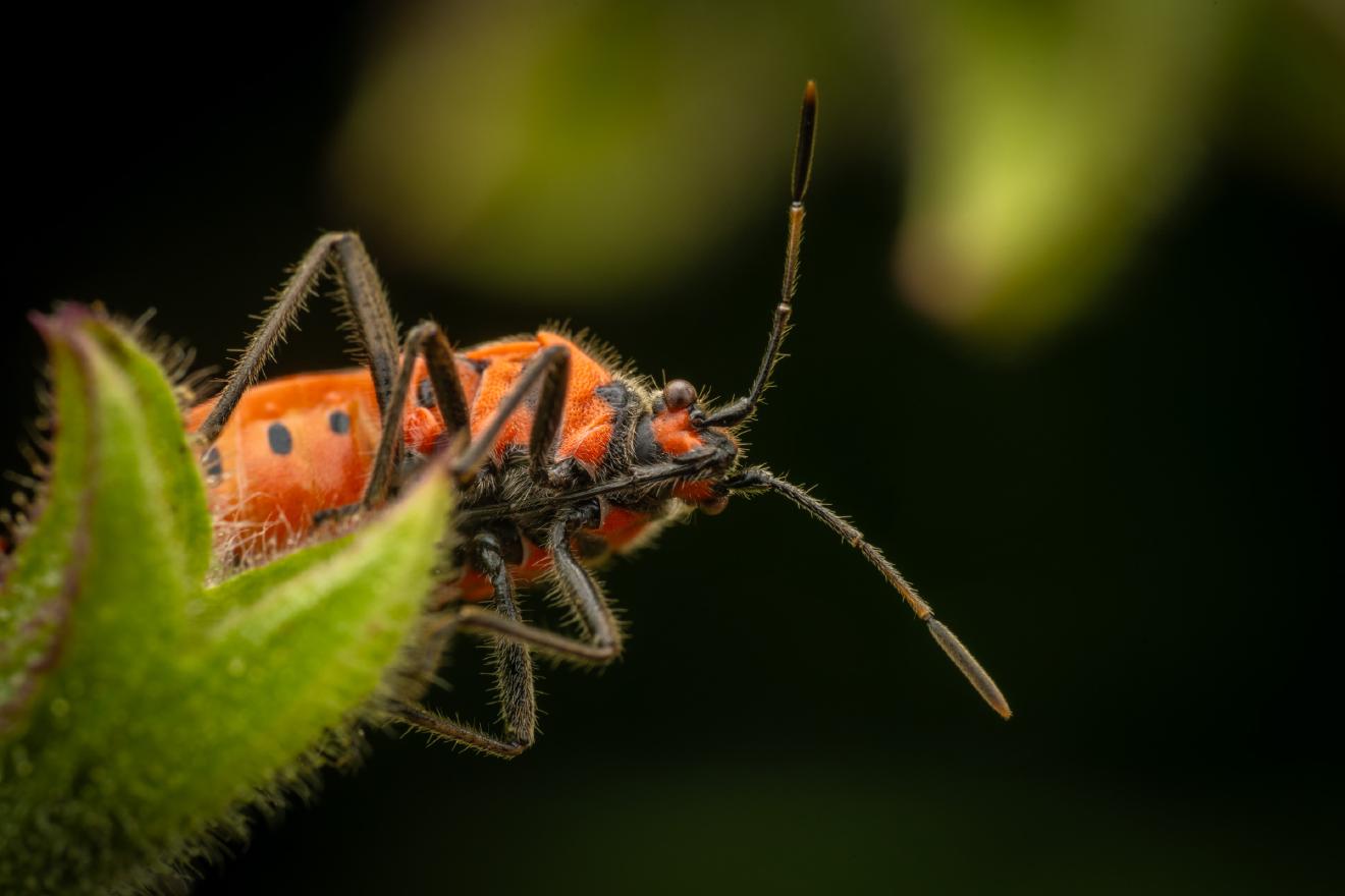 European Firebug – No. 1