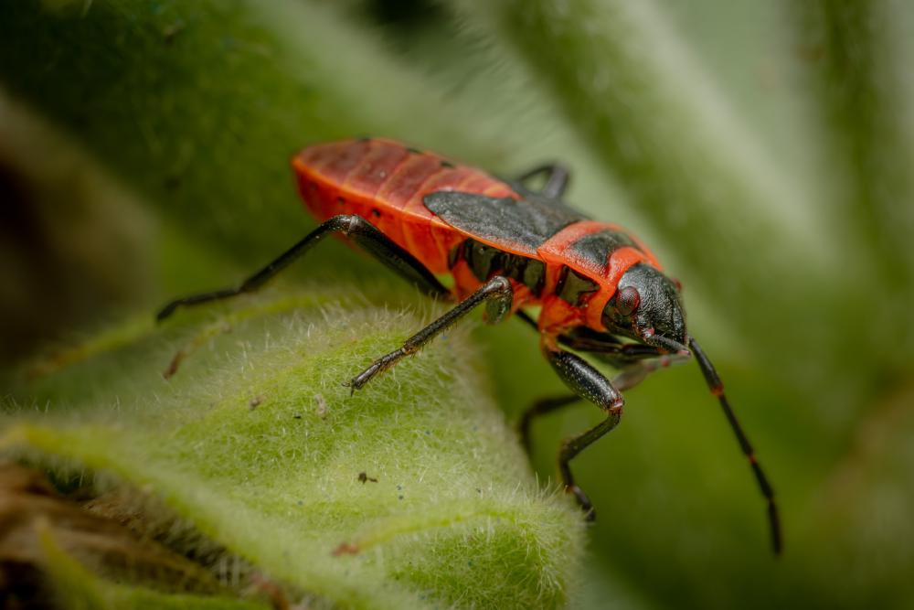 January 11, 2024 – Issue No. 146
– Issue No. 146: “European Firebug“ European Firebug