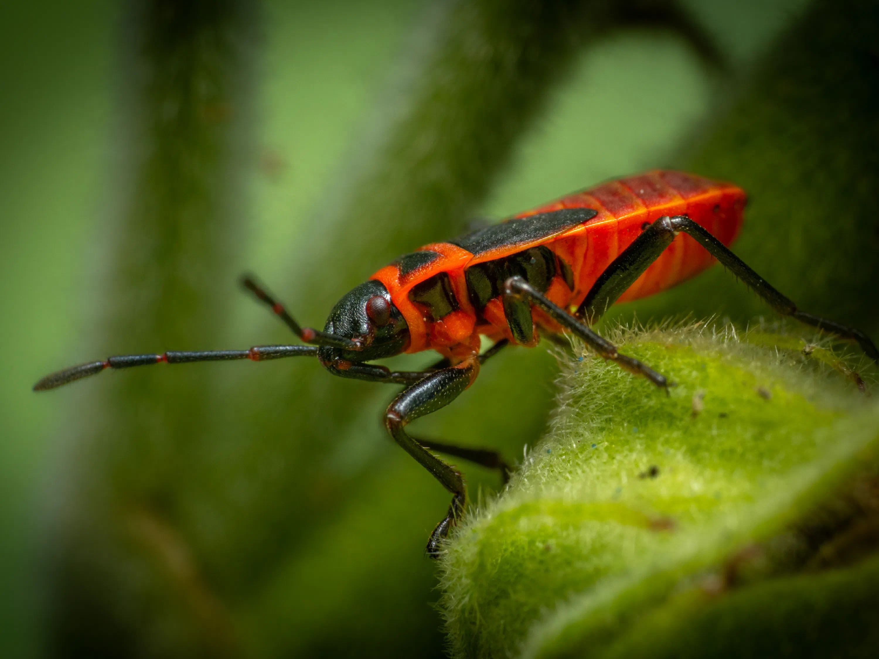 European Firebug