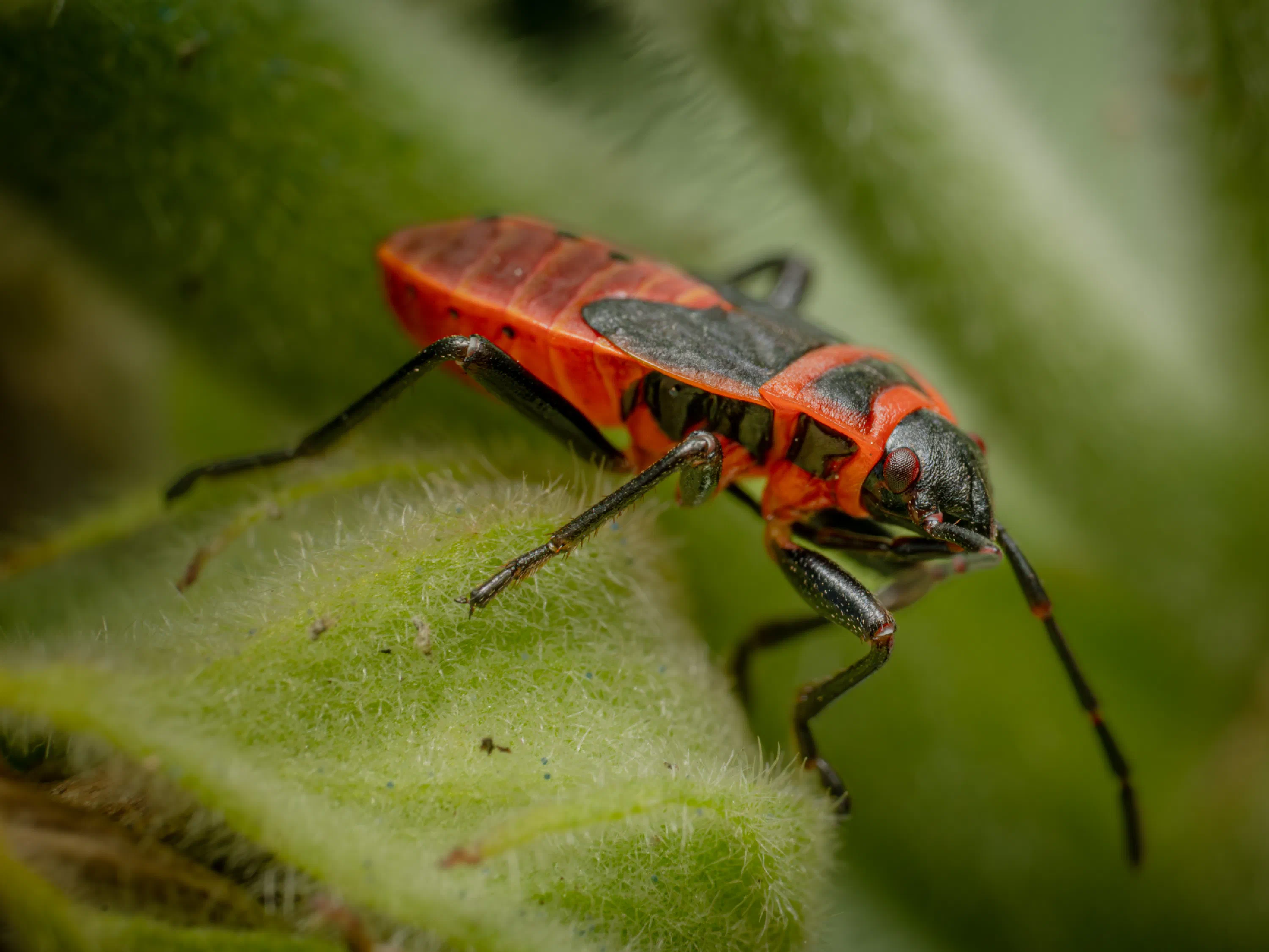 European Firebug