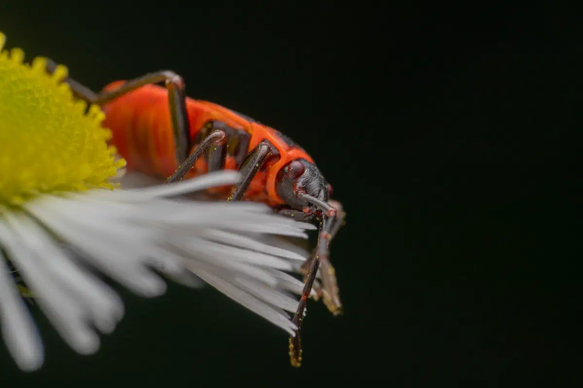 Chinche de la Malva Arbórea