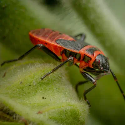 European Firebug