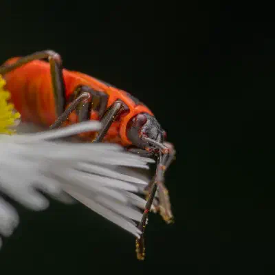 European Firebug