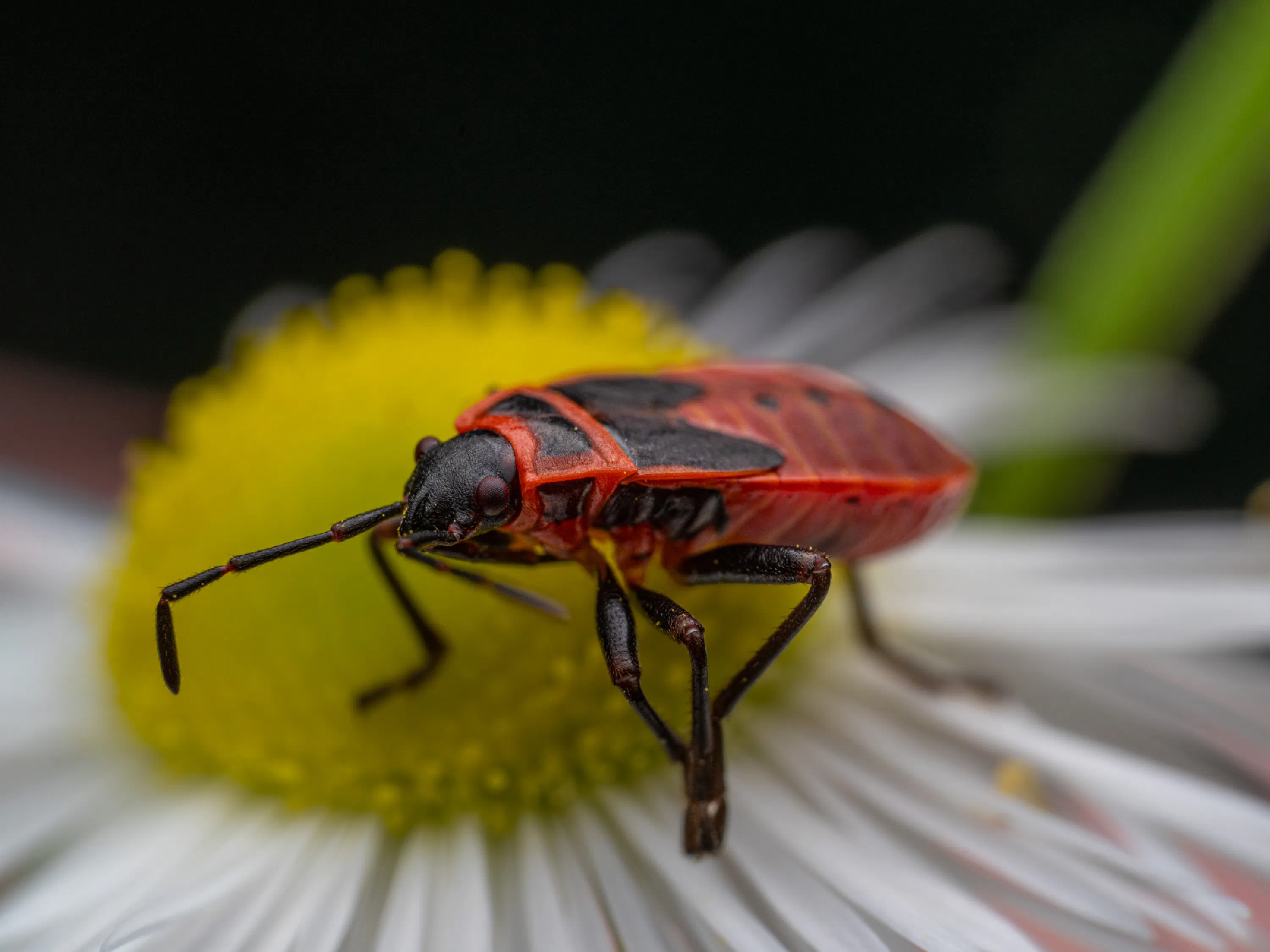 European Firebug