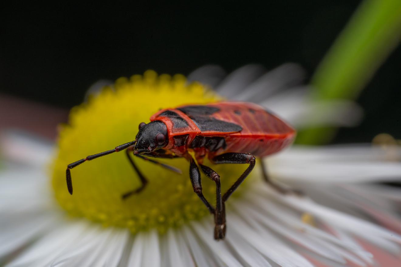 European Firebug – No. 4