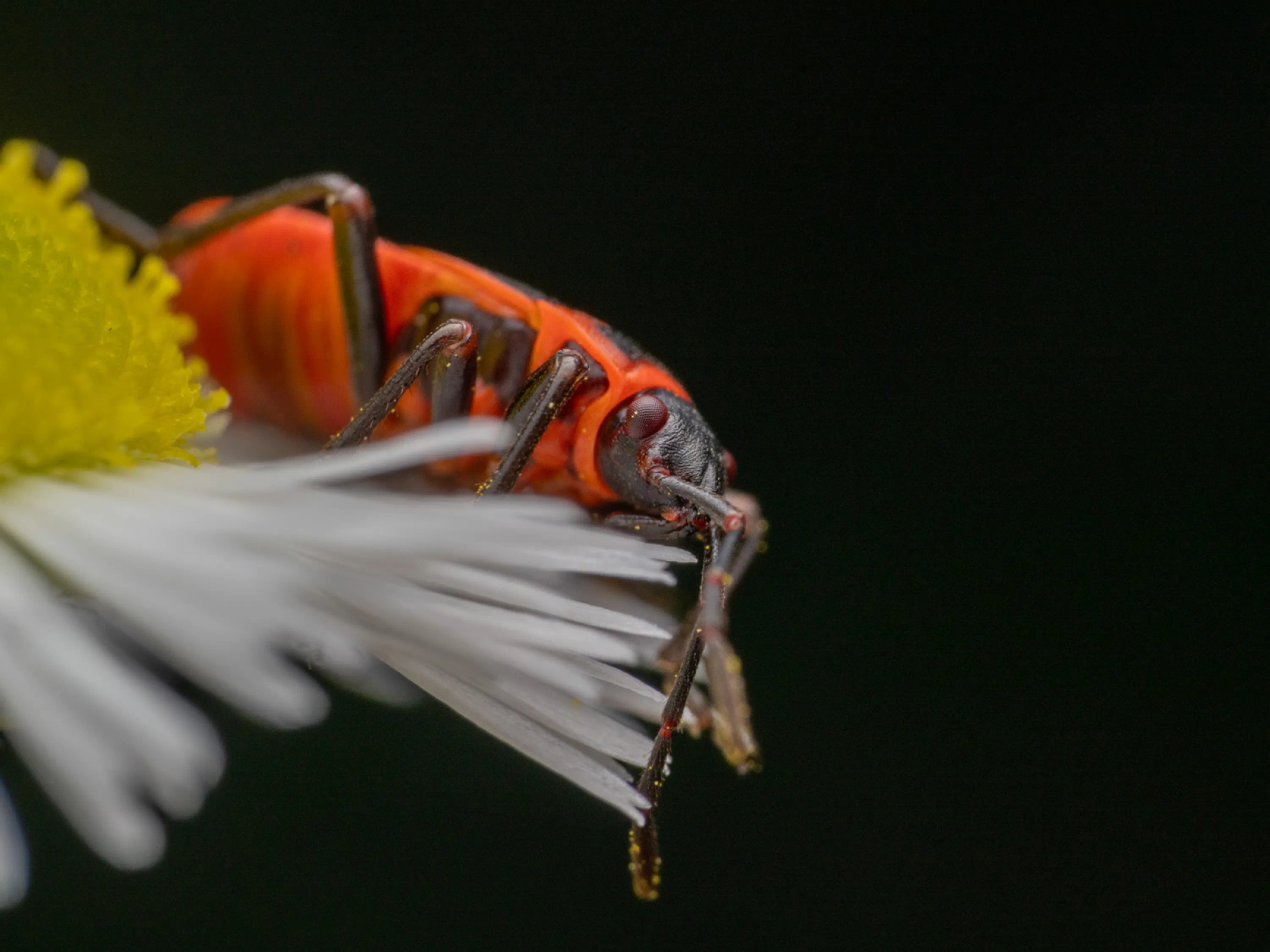 European Firebug