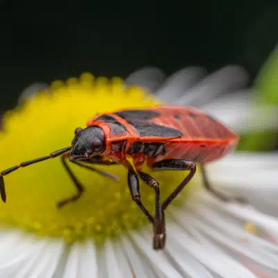 European Firebug
