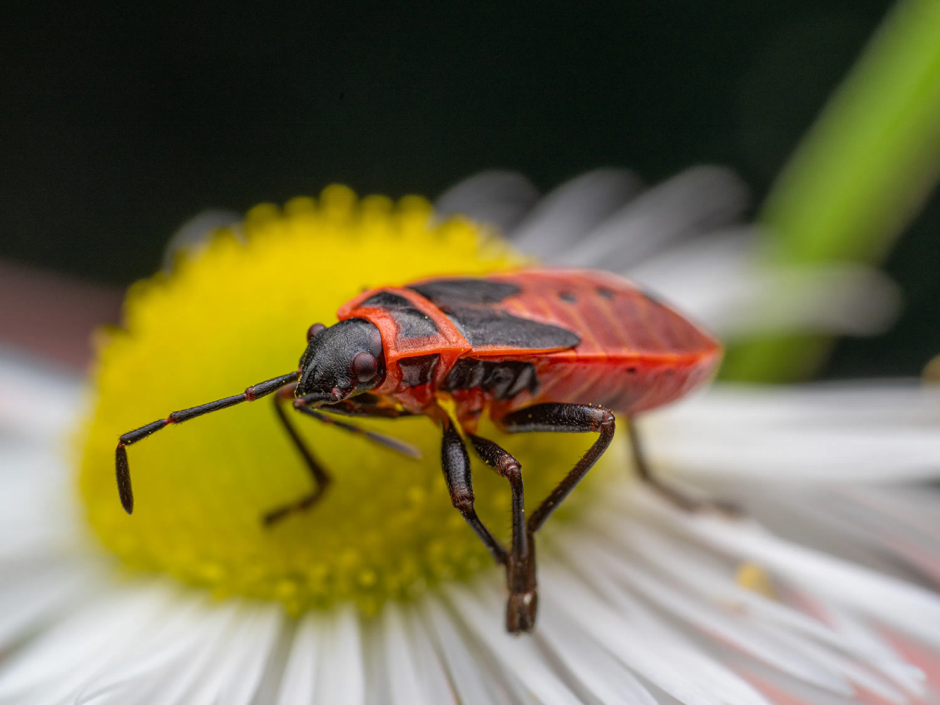 European Firebug
