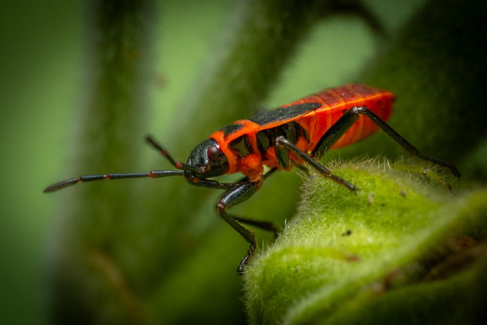 August 16, 2024 – Issue No. 364
– Issue No. 364: “European Firebug“ European Firebug